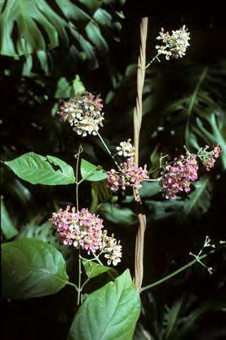 Malpighiales Banisteriosis Malpighiaceae 1250 sp en 70 géneros Patropical, abundante en el Neotrópico Árboles, arbustos, lianas 28 generos de trepadoras en el