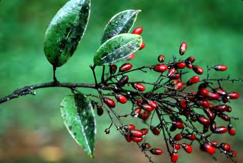 Oxalidales Connaraceae 400 sp en 16-24 géneros arbustos o lianas Distribución pantropical 80 especies trepadoras en el