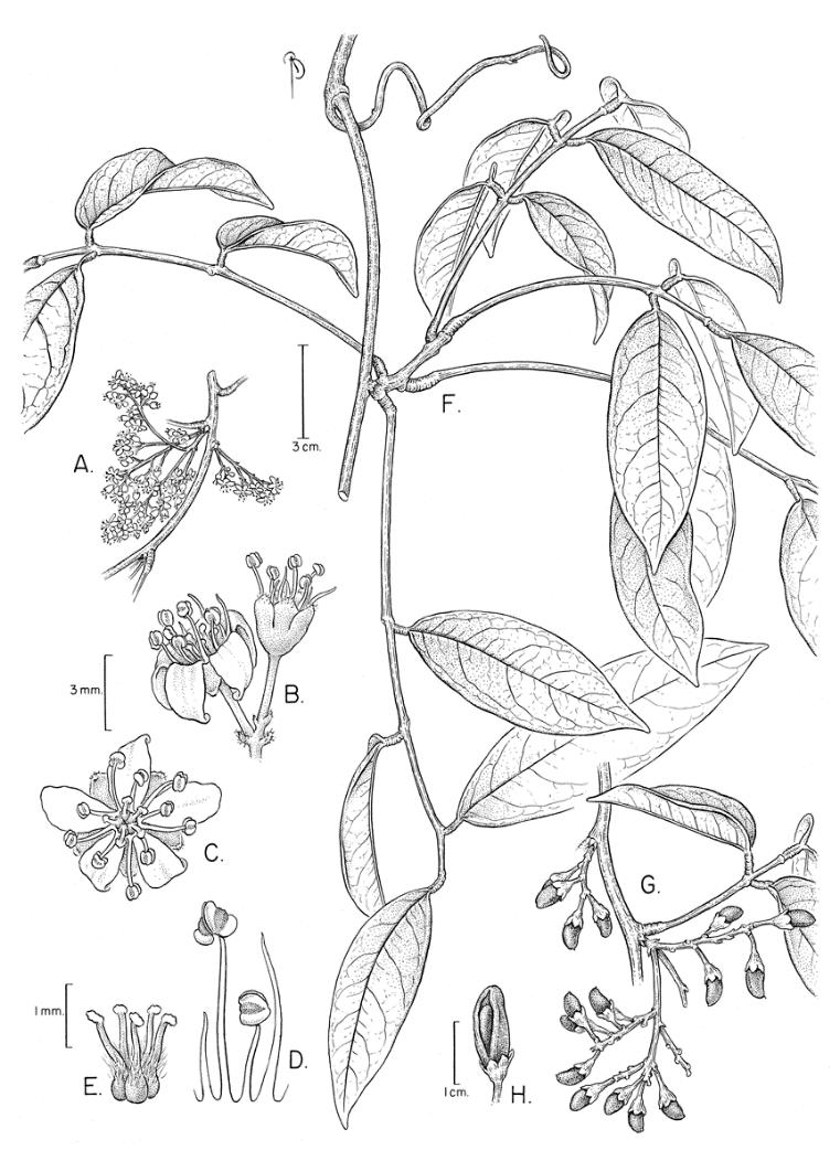 Rourea surinamensis Flores 4-5-meras