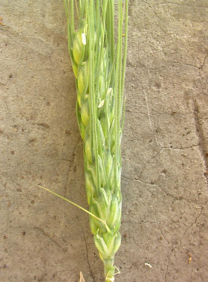 Inflorescencia espigada del trigo (Triticum