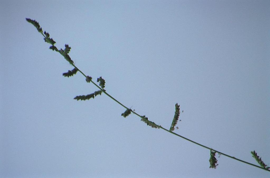 Pasto Alemán (Echinochloa Polistachia).