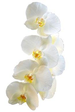 ESENCIAS Orquídeas colombianas ORQUIDEAS colombianas Estas esencias son elaboradas en Colombia, especialmente en la zona del Amazonas, el eje cafetero, las costas del Atlántico y del Pacífico por su