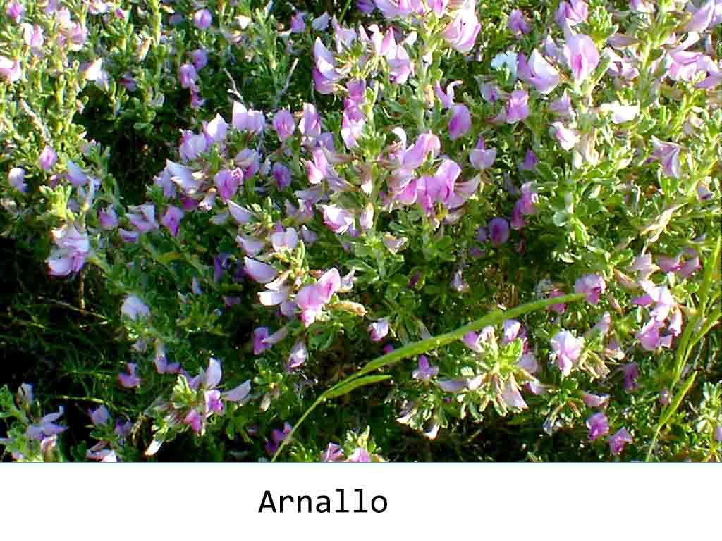 estable. Son muy abundantes las plantas aromáticas, principalmente de la familia de las labiadas: romero (Rosmarinus officinalis), tomillo (Thymus vulgaris), salvia (Salvia lavandulifolia), etc.