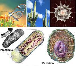 un núcleo (acotado por una membrana) en donde reside el material genético característico del organismo.