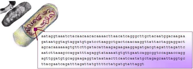 El GENOMA de un organismo es su dotación genética completa (el total del ADN) y puede ser tan corto como un par de folios para algunos virus, unas 200 páginas en el caso de bacterias, o necesitar