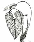 Anthurium Schott Hierbas epífitas o terrestres. Se reconocen por sus tallos de nudos notorios con numerosas raíces.