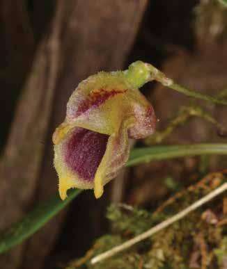 Masdevallia molossus Rchb. f. Epífita, presente en bosque y a veces cerca de los cauces de los ríos. Tallos tipo ramicaule.