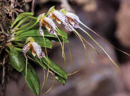 Masdevallia picturata Rchb. f. Planta epífita, a veces terrestre y ocasionalmente rupícola, pequeña, cespitosa. Hoja estrechamente elíptica, ápice agudo; peciolo acanalado en la base.