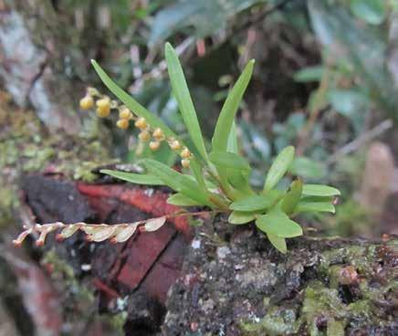 Stelis pusilla Kunth Epífita diminuta. Tallos cortos tipo ramicaule. Hojas estrechamente lanceoladas, lineales, coriáceas, ápice obtuso.