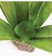 suculentas Exo Terra Philodendron es una planta de hoja ancha muy natural, ideal para terrarios tropicales.