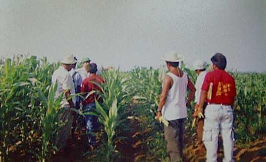 Para 1998 mejoran su suelo con abonos verdes 84 pequeños campesinos, y se tienen las expectativas de que para 1999 puedan participar cerca de 1000 productores.