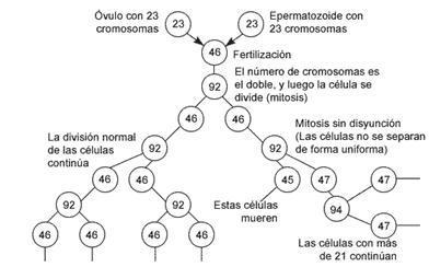 translocación robertsoniana entre cromosoma 21