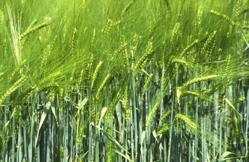 Foto nº 12: La paja de cereales constituye abundante para ser compostado en determinadas zonas. Es una excelente fuente de carbono.