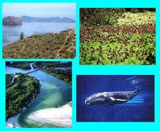 6 Bahía de Loreto, Cabo Pulmo e Isla Isabel, y las Áreas de Protección de Flora y Fauna Islas del Golfo de California y Cabo San Lucas.