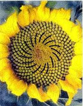 También las espirales en muchas flores y frutos se rigen por los términos de esta sucesión, como son los girasoles de la figura que tienen el
