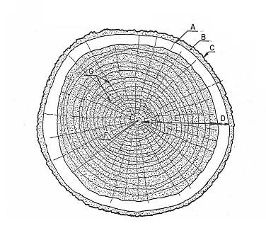 Figura 2.1 Estructura anatómica de la madera [4] a) La corteza muerta o exterior: Su función es proteger al árbol de los cambios extremos de temperatura, sequía y agresiones mecánicas.