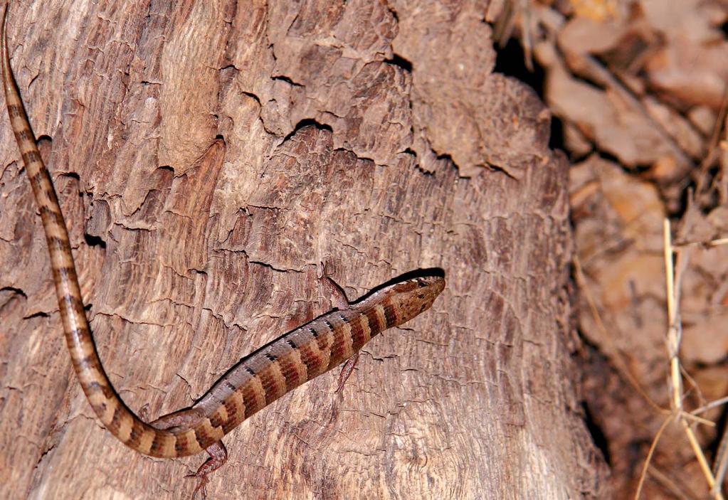 Lagartija Escorpión de Arizona (Gherronotus kingi) Este pequeño reptil habita en lugares con hojarasca, cercanos a cuerpos de agua.