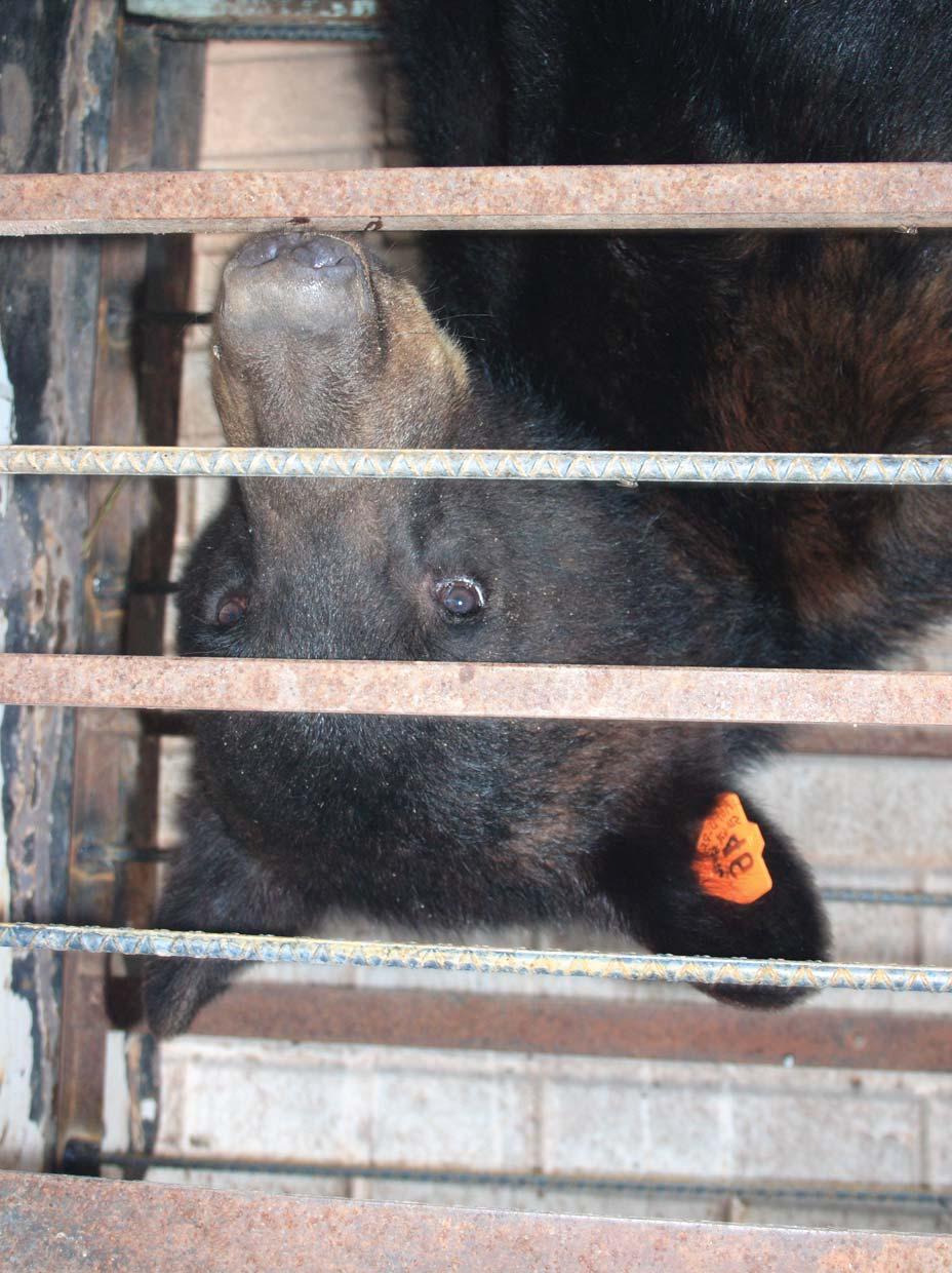 Oso negro (Ursus americanus) En el 2006, un oso negro fue capturado en la colonia menonita de las Virginias, Janos, Chihuahua.