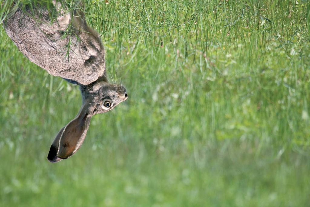 Liebre de cola negra (Lepus californicus) Las liebres escapan a sus depredadores corriendo a gran velocidad, pasando bajo cercos y esquivando