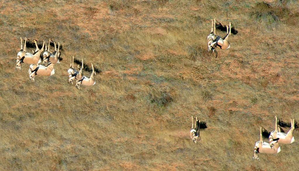 Berrendo (Antilocapra americana) El libre paso de berrendos y bisontes entre México y Estados Unidos ha sido interrumpido por la construcción de cercos que di icultan el