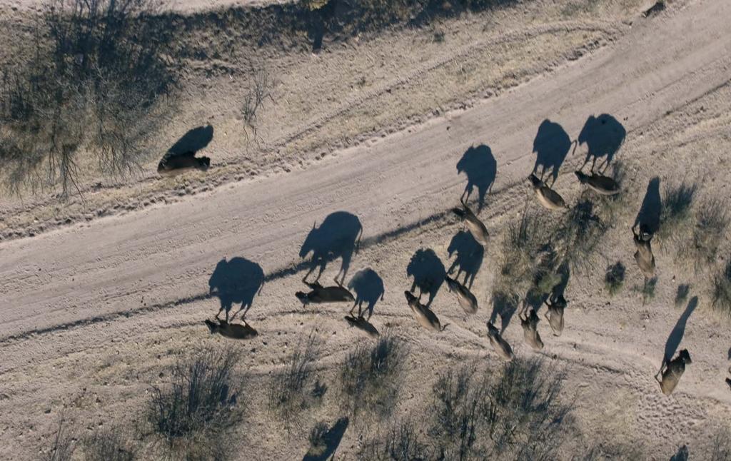 Fotogra ía y Textos: Rurik List Bisontes (Bison bison) en Hidalgo, Nuevo México,Estados Unidos En México el bisonte se considera en peligro de extinción y solo existe una manada silvestre, la cual se