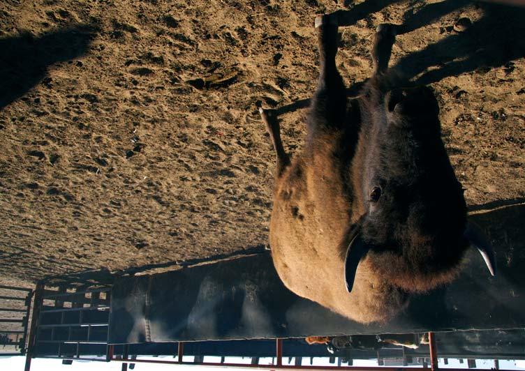 Bisonte americano (Bison bison) en Janos, Chihuahua Al dividir los ecosistemas, tambien impedirá el libre movimiento de especies
