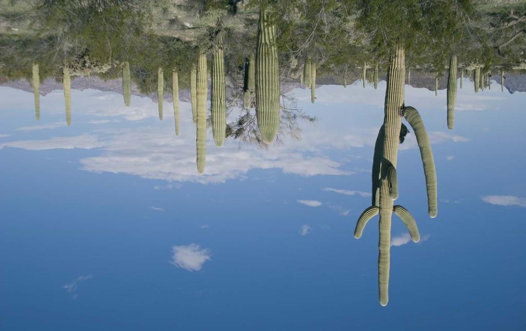 Sahuaros (Carnegiea gigantea) en el Monumento Nacional Organ Pipe Los sahuaros son las plantas mas características del desierto sonorense, y a sus pies se mueven venados, berrendos, pumas y muchos