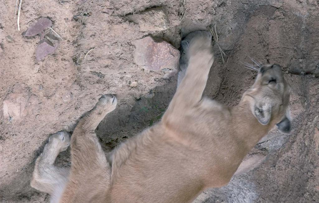 Fotogra ía y Textos: Rurik List Puma (Puma concolor) En septiembre de 2008 se probó que el muro fronterizo es en efecto, una barrera infranqueable para los pumas, cuando agentes de la patrulla