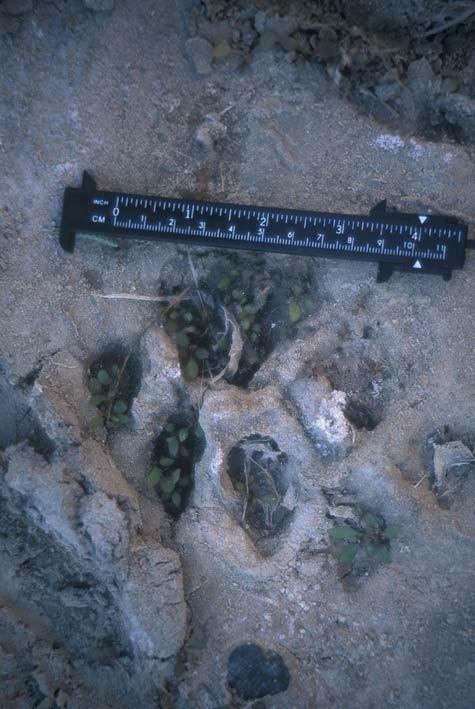 (Izquierda) Huella de puma (Puma concolor) en el Río Bravo, Coahuila El Río Bravo es parte esencial del área de actividad de los pumas, que gracias a la disponibilidad de agua y alimento,
