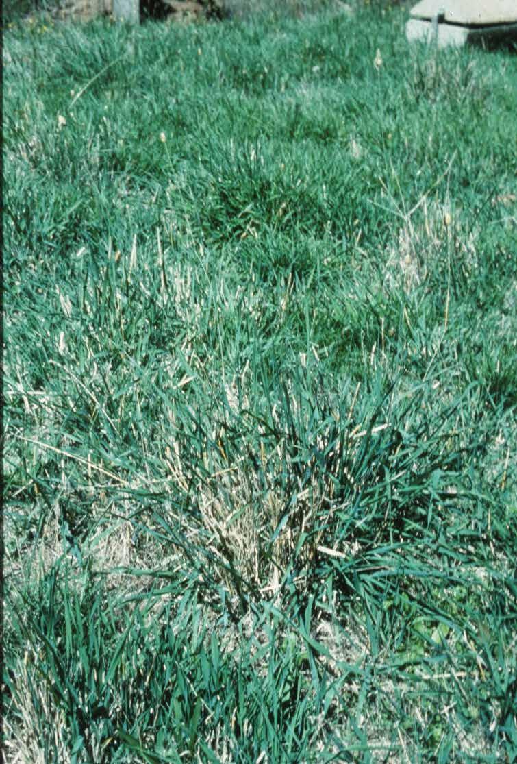 Phalaris en temprana fase de crecimiento, que crece en el el rastrojo seco