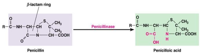 Penicilinasa