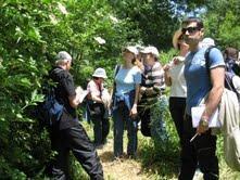 Con Excursión de Reconocimiento de Plantas Medicinales por el bosque de la Herrería del Escorial 18 de Junio 2016