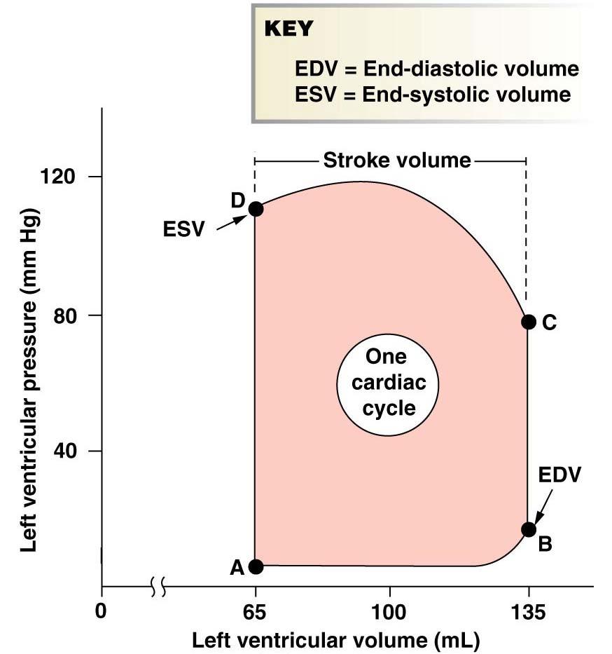 El Ciclo Cardiaco: Curvas Presión Volumen A B: llenadopasivoy contracción auricular La válvula mitral se abre B C: contracción isovolumétrica La