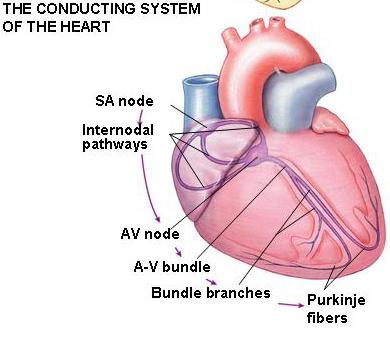 Conducción Eléctrica en el Corazón Nodo SA Regula la frecuencia cardiaca Determina el ritmo del latido cardiaco a 100 lpm Nodo AV Nodo AV (50 lpm) y las fibras de