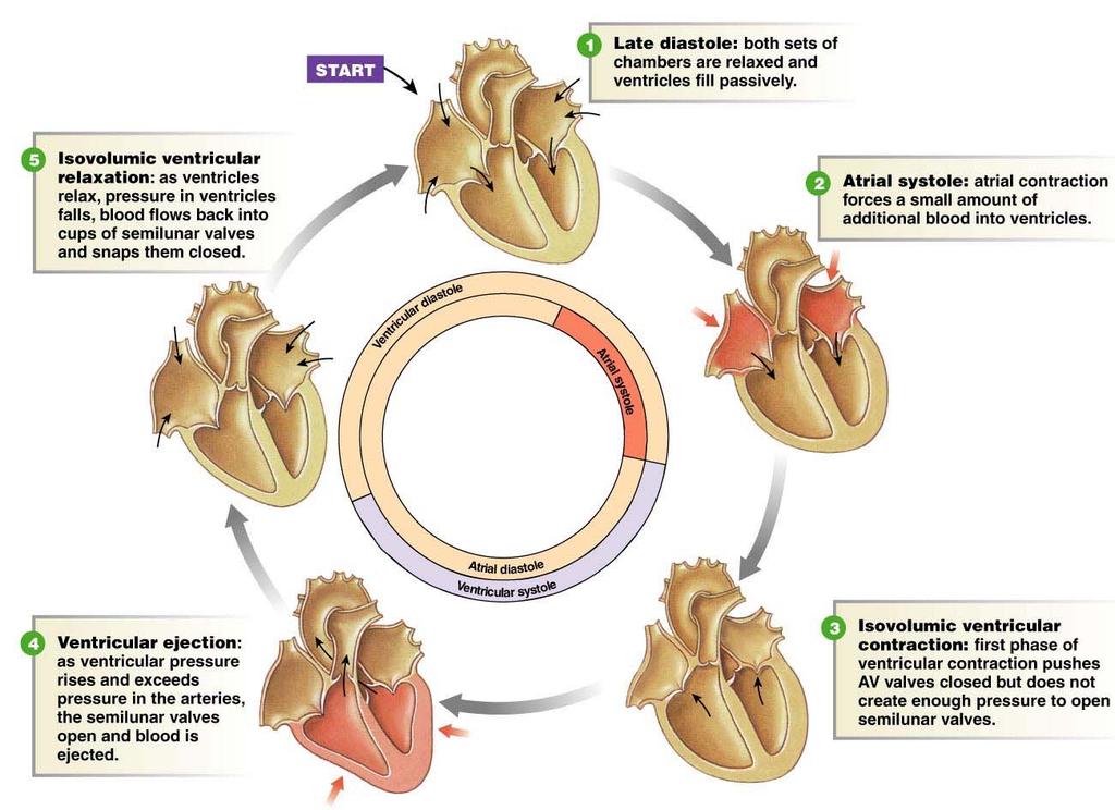 El Ciclo Cardiaco: Eventos Mecánicos Ambas aurículas se contraen simultáneamente; la contracción