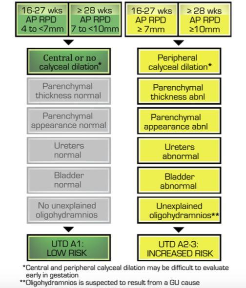 Sistema de clasificación de dilatación del tracto urinario (UTD) Presentación Prenatal UTD A1 Bajo riesgo UTD A2-3 Alto riesgo Nguyen HT, et al.