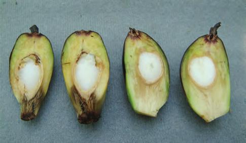 Los frutos a la derecha fue necesario cortarlos para removerlos del racimo de una palma sana. Figura 4b.