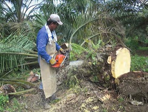 c. Erradicación mecánica de las palmas afectadas Luego de aplicar el insecticida se deben erradicar las palmas enfermas.