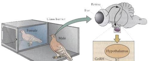 Los sistemas endócrino y nervioso interactúan para producir respuestas integradas Una paloma macho ve una hembra atractiva.