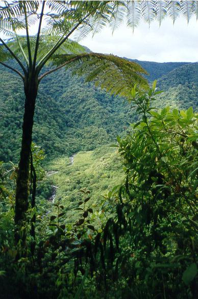 CATEGORIA II PARQUE NACIONAL (Área protegida manejada principalmente para la conservación de ecosistemas y con fines de recreación) Definición.