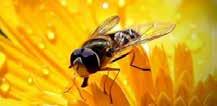 Normalización vigentes en Dulce éxito: cómo las abejas colectan el mejor polen en las flores NOTAS DE ACEITE 2. Hacer compras seguras y el país. Los resultados de los estudios sostenibles de pescado.