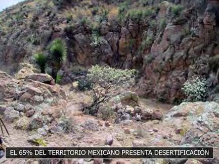 NOTAS DE ACEITE Padece México la degradación y desertificación de más de 60% de tierras agrícolas La degradación que presentan las tierras agrícolas de nuestro país es resultado del sobrepastoreo, el