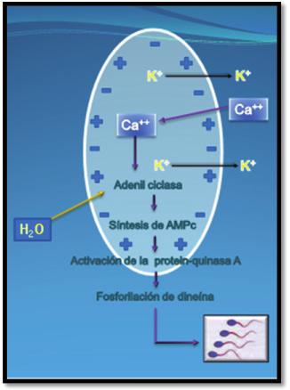 Figura 0: Activación de una célula espermática de un salmónido en un medio hiposmótico: se produce la despolarización de la membrana plasmática lo que favorece la entrada de Ca ++ a la célula y, por