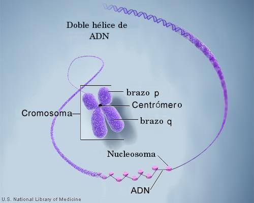 Figura 2. Composición de cromosoma con sus compuestos. 2.5 Cromosomas Los cromosomas se hallan en el núcleo de la célula y pueden observarse como estructuras intensamente teñidas en forma de bastón o de J durante la división celular.