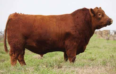 MACHOS DARK TRES T QUEBRANTADOR 3016 T/E Propio hermano de la cabeza de remate el 3012, llévese lo mismo en un envase más pequeño, ideal para moderar vacas.