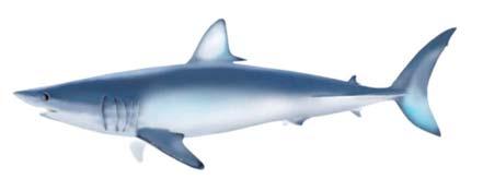 Hasta la fecha, ICCAT ha priorizado el estudio de la biología y la evaluación de los grandes tiburones del sistema epipelágico por ser estas especies más susceptibles a la captura accidental de las