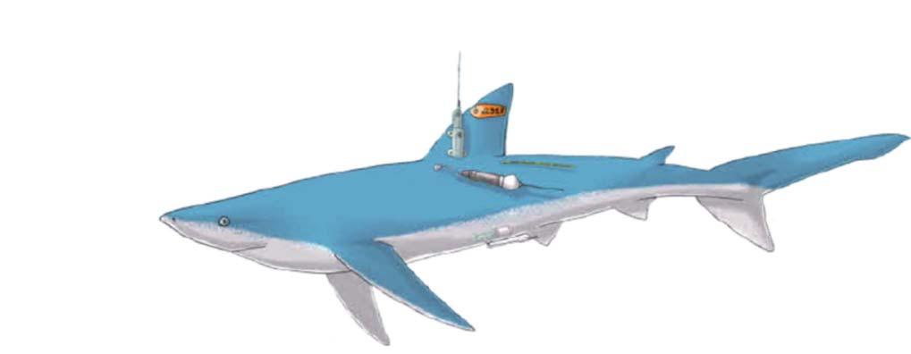 Smart Position or Temperature Transmitting (SPOT) tag: Marca atada a la aleta dorsal del tiburón. Transmite una señal a los satélites próximos cada vez que los tiburones nadan en la superficie.