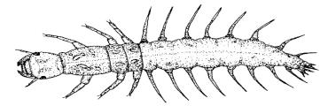 Corydalidae (perros de agua) COLEOPTERA