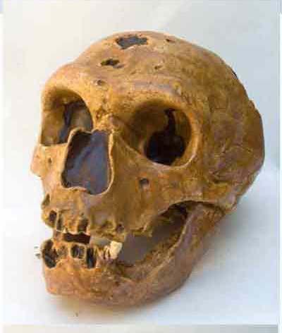 Homo neanderthalensis El Hombre de Neandertal (Homo neanderthalensis) es una especie extinta del género Homo que habitó Europa y partes de Asia occidental desde hace 230.000 hasta 28.000 años atrás.