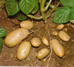 2008 ha sido declarado por la ONU el Año Internacional de la Patata ( Solanum tuberosum ).